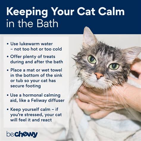 The cats older than one year can be bathed once a month or every 2 months, with 3 months maximum time between baths. Specialized sources, such as National Cat Groomers of America , recommend that cats bathe and blow dry every 4-6 weeks to avoid tangles and excess dirt.